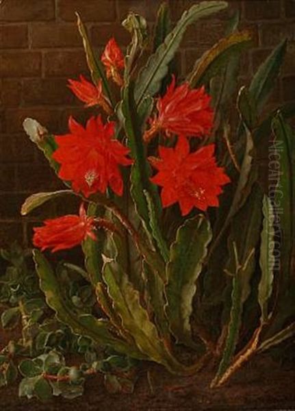 Cactus In Bloom - view 1