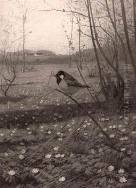 Bird On A Limb - view 1