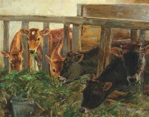 Cowshed With Eating Calves