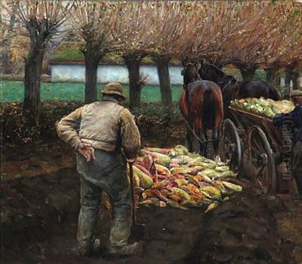 Beets Harvesting - view 1
