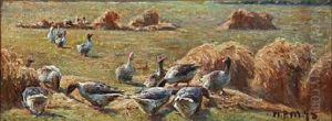 Geese On A Field