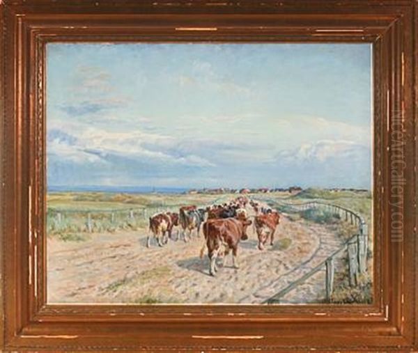 Scenery From Fano With Cows On Their Way To Milking - view 1