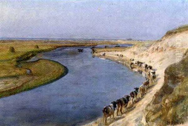 Cows Grazing At Liver Aa, North Jutland - view 1