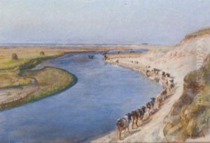 Cows Grazing At The Liver Aa, North Jutland