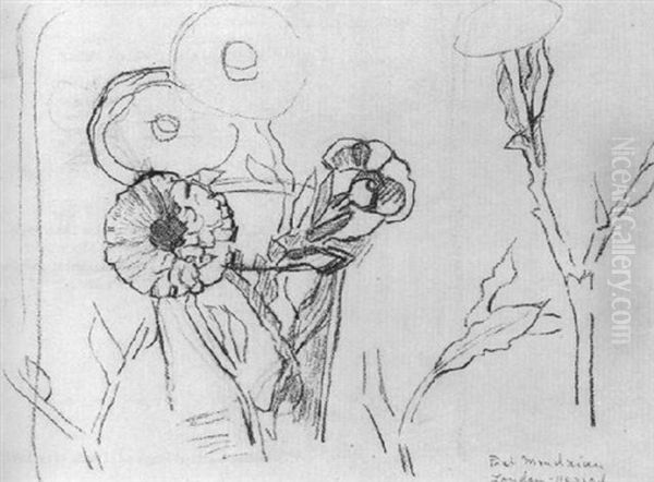 Daisies - view 1