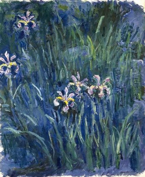 Iris - view 1