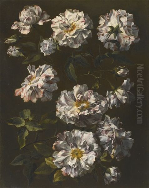 A Study Of Striped White Gallica Roses - view 1
