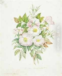 Canadian Dwarf Wild Rose by Susanna Strickland Moodie