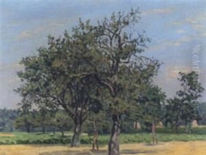 Apfelbaume In Sommerlandschaft