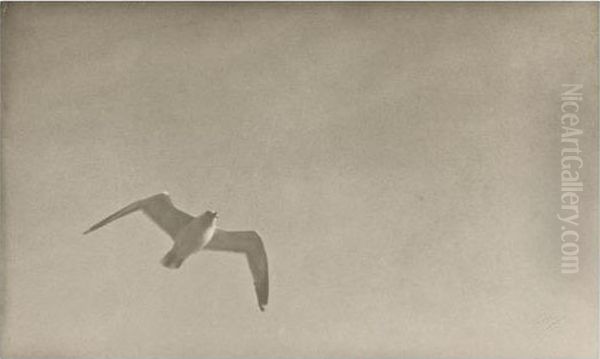 Seagull - view 1