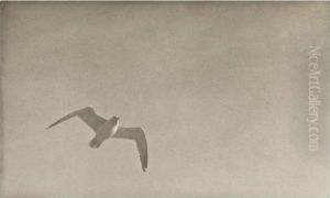 Seagull Seagull