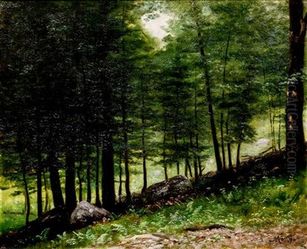 Woodland Scene - view 1