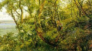 Clovelly Woods