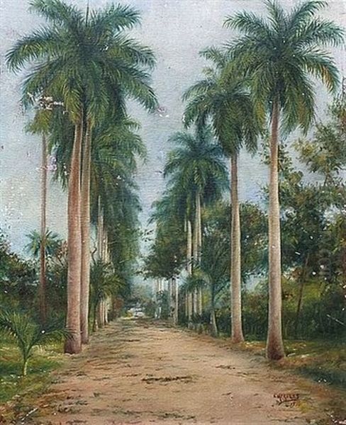 Une Palmeraie A Cuba - view 1