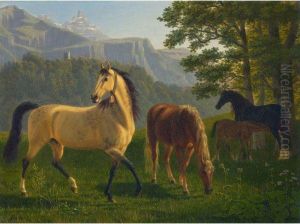 Pferde Vor Landschaft