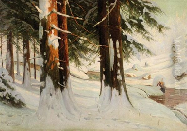 Sonnendurchfluteter Winterwald - view 1