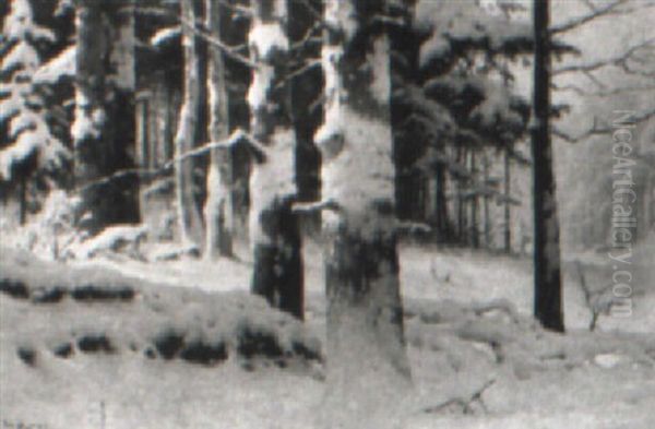 Vinterlandskab Med Solbeskinnede Traeer - view 1