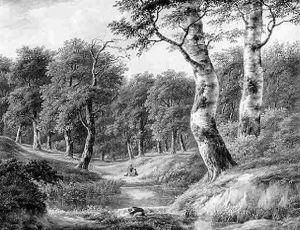 Waldinneres Waldinneres