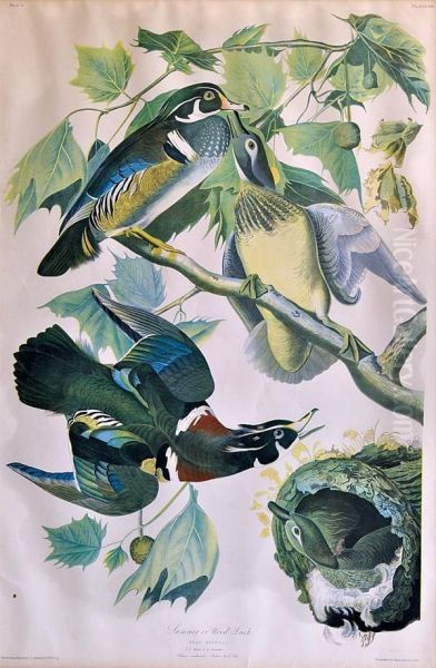 ''summer Or Wood Duck'' - view 1