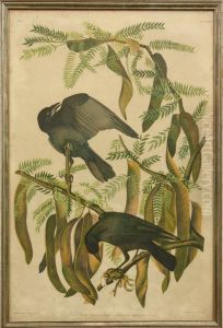 Fish Crow