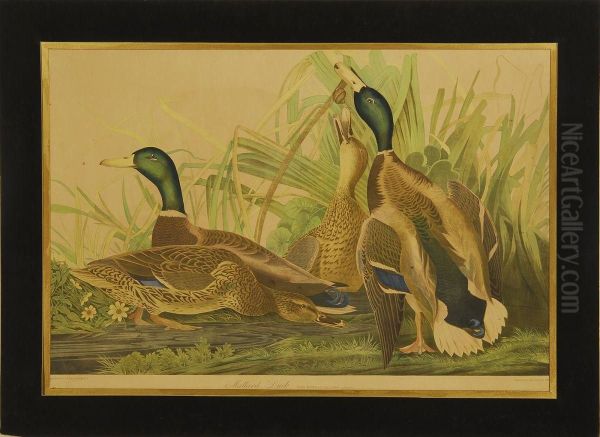 Mallard Duck - view 1