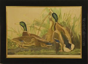 Mallard Duck
