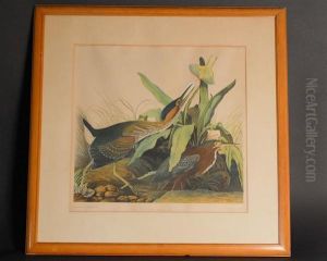 Green Heron. Ardea Virescens..... Green Heron. Ardea Virescens.....