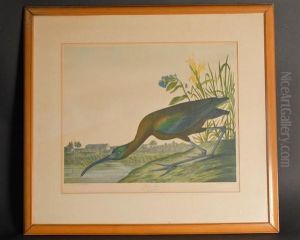 Glossy Ibis, Ibis Falcinellus Glossy Ibis, Ibis Falcinellus
