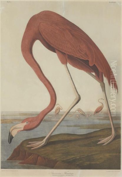 American Flamingo (plate 375) - view 1