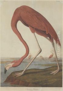 American Flamingo (plate 375) American Flamingo (plate 375)
