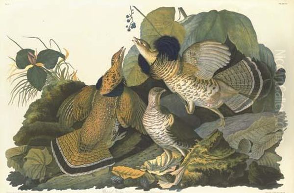 Ruffed Grouse - view 1
