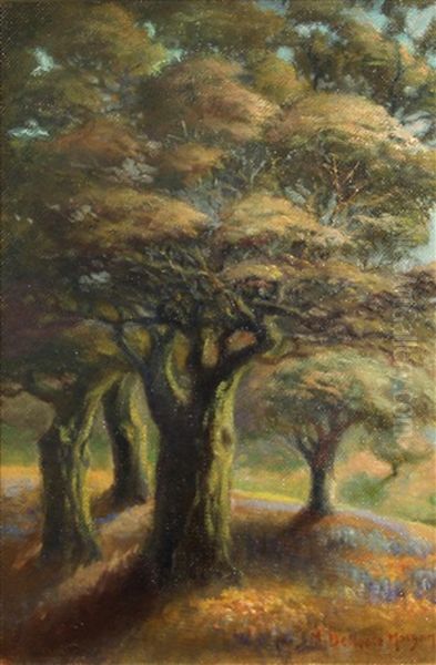 California Trees - view 1