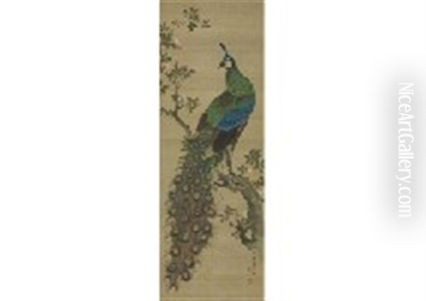 Peacock - view 1