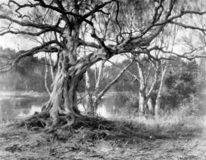 A Woodland Landscape