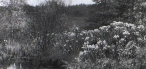 Landschaft Mit Eisvogel