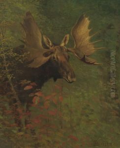 Study Of A Moose