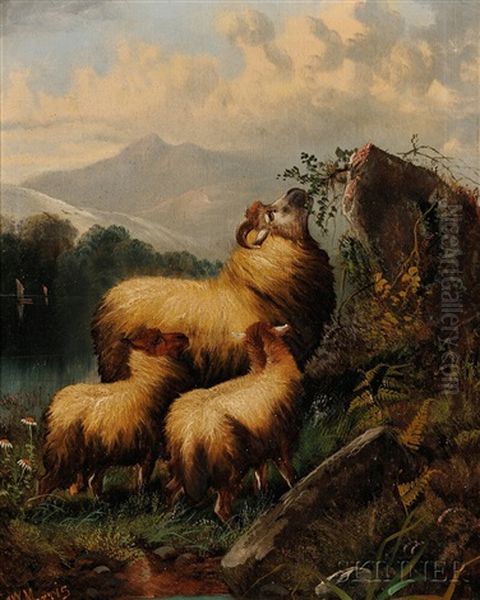 Three Sheep In A Highland Landscape - view 1