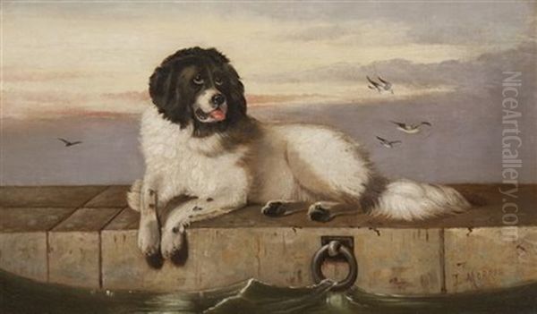 Newfoundland Dog On A Quayside - view 1