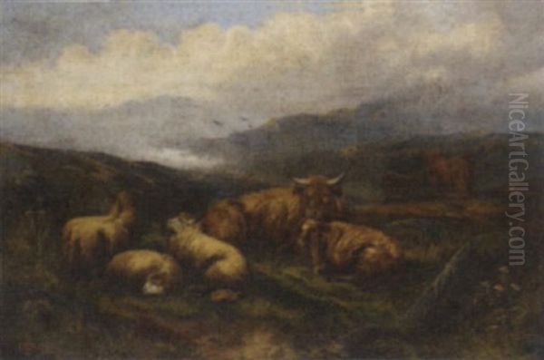 Highland Cattle And Sheep At Rest - view 1