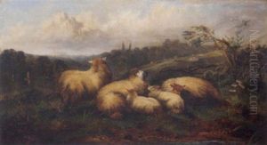 Sheep Resting By A River Sheep Resting By A River
