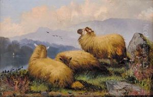 Sheep Resting In A Highland Landscape by John W. Morris