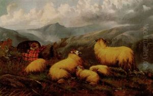 Highland Sheep by John W. Morris