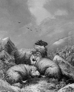 Highland Sheep In Winter Highland Sheep In Winter