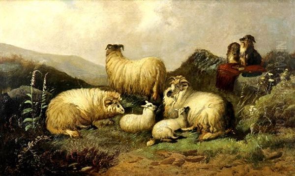 Sheep In The Highlands - view 1