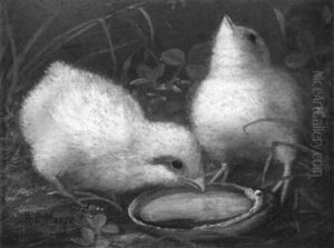 Chicks Chicks