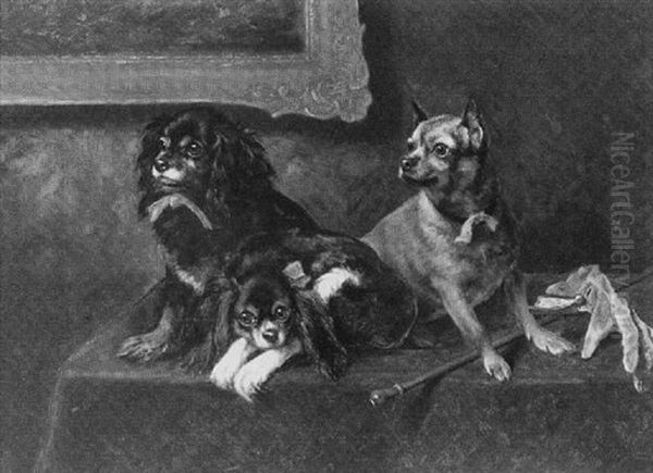 Toy Dogs - view 1