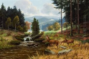 Septembermorgen Harz Mit Rotwild Am Bachlauf Und Weitem Blick