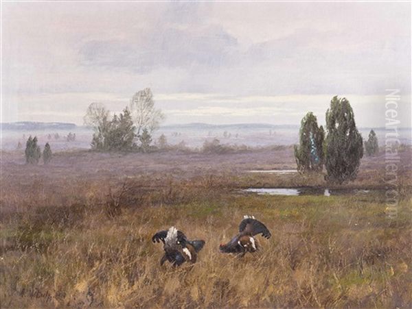 Kampf Zweier Auerhahne Im Moor - view 1