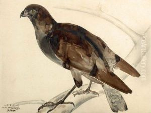 Epervier Ou Rapace Sur Une Branche by Raymond Bigot