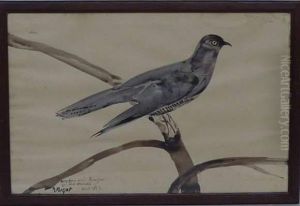 Oiseau Sur Une Branche Oiseau Sur Une Branche